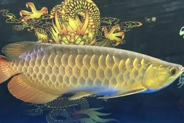 养龙鱼喂淡水虾还是海虾,二者均可饲喂但不能一直投喂海虾