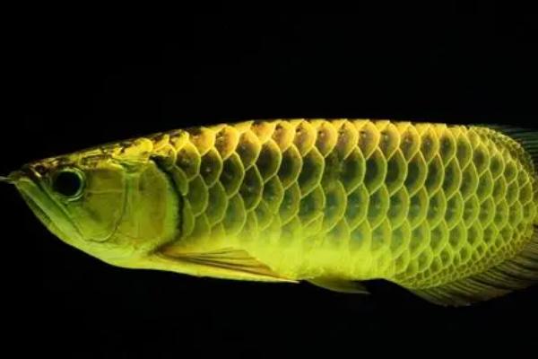 养龙鱼喂淡水虾还是海虾,二者均可饲喂但不能一直投喂海虾