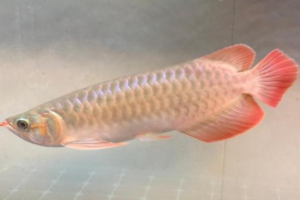 养龙鱼喂淡水虾还是海虾,二者均可饲喂但不能一直投喂海虾