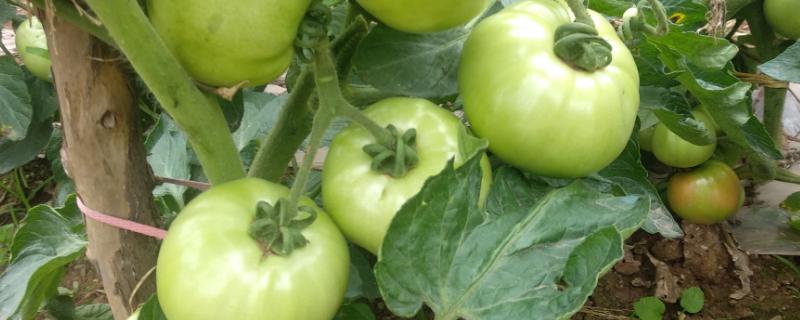 西红柿再次结果的方法