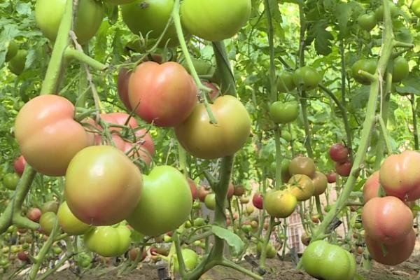 西红柿再次结果的方法,常见方法有这三种