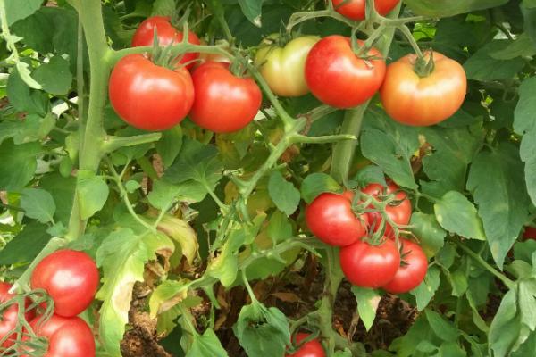 西红柿再次结果的方法,常见方法有这三种