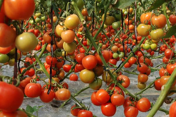 西红柿再次结果的方法,常见方法有这三种