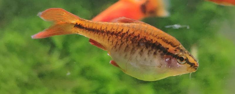 斑马鱼肚子变大后过多久才产卵