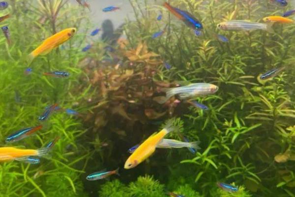 斑马鱼肚子变大后过多久才产卵,一般只需7天左右