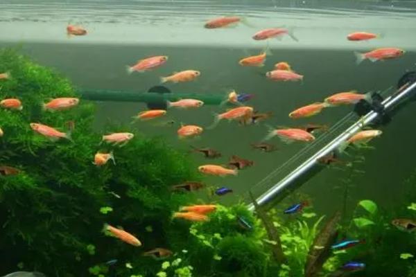 斑马鱼肚子变大后过多久才产卵,一般只需7天左右