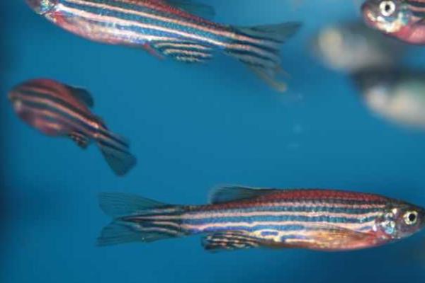 斑马鱼肚子变大后过多久才产卵,一般只需7天左右