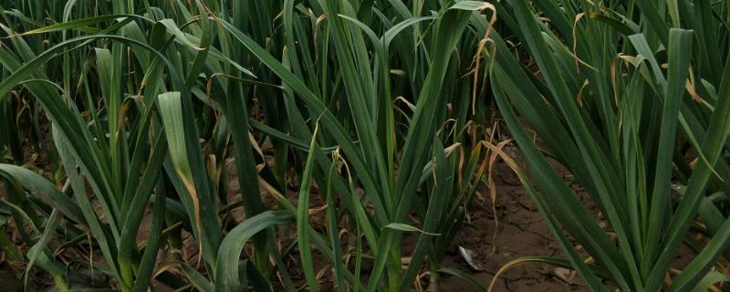 大蒜中后期需要什么肥料