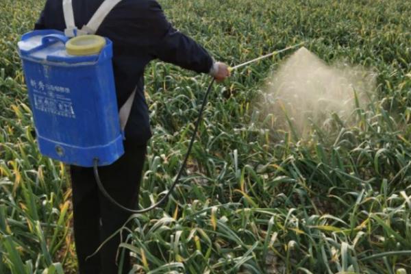 大蒜中后期需要什么肥料,抽薹期可使用氨基酸水溶肥