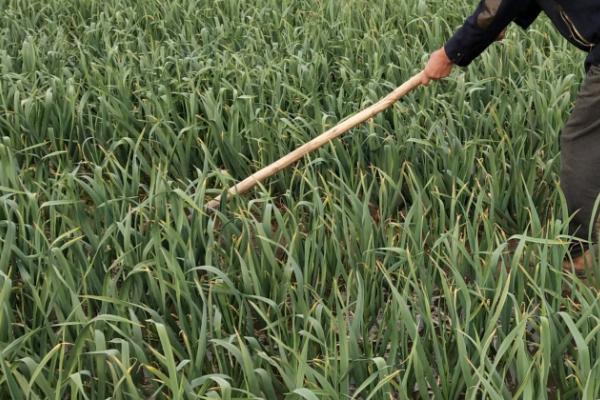 大蒜中后期需要什么肥料,抽薹期可使用氨基酸水溶肥