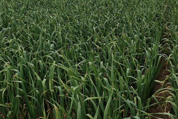 大蒜中后期需要什么肥料,抽薹期可使用氨基酸水溶肥