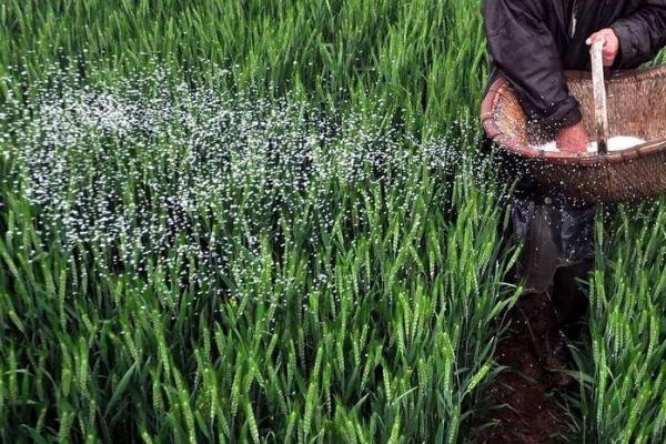 多肽尿素的使用方法,兑水稀释后可喷施叶片