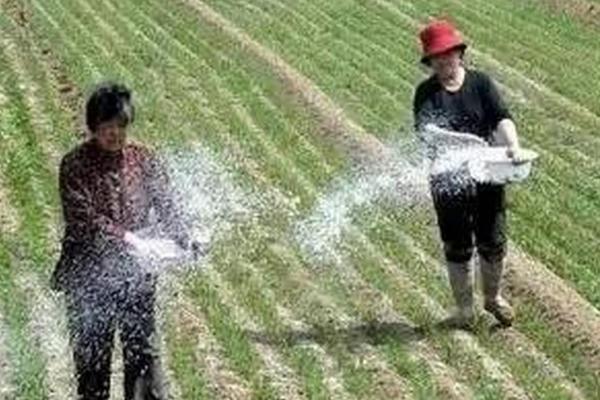 多肽尿素的使用方法,兑水稀释后可喷施叶片