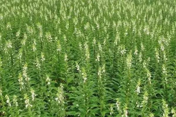 芝麻和甘薯怎么套种,每隔3行可种植1行芝麻