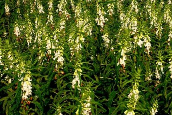 芝麻和甘薯怎么套种,每隔3行可种植1行芝麻