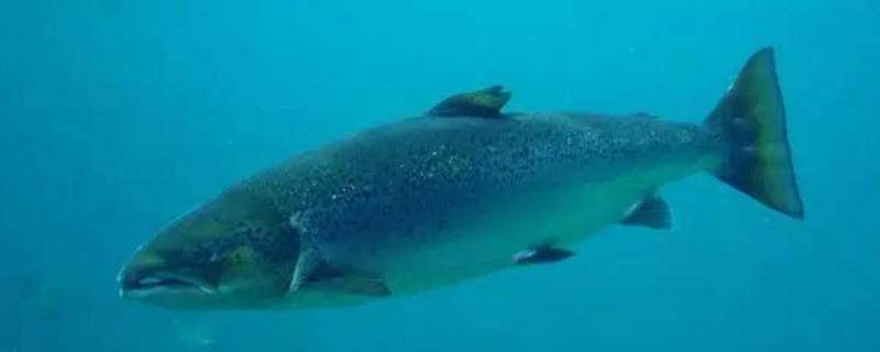 三文鱼和虹鳟鱼的区别