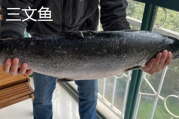 三文鱼和虹鳟鱼的区别,三文鱼的头部较尖、虹鳟鱼的头部较圆