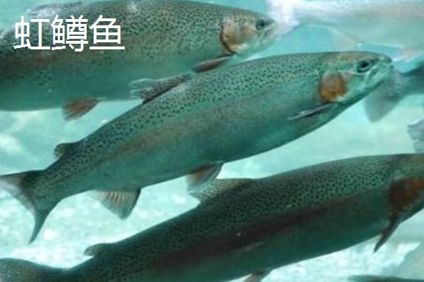 三文鱼和虹鳟鱼的区别,三文鱼的头部较尖、虹鳟鱼的头部较圆