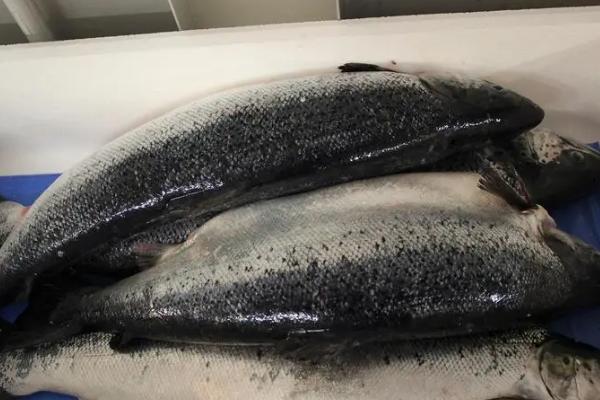 三文鱼和虹鳟鱼的区别,三文鱼的头部较尖、虹鳟鱼的头部较圆