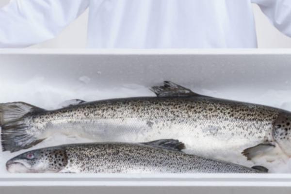 三文鱼和虹鳟鱼的区别,三文鱼的头部较尖、虹鳟鱼的头部较圆