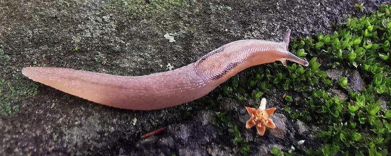 鼻涕虫和水蛭有什么区别