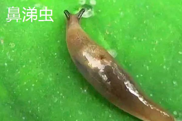 鼻涕虫和水蛭有什么区别,鼻涕虫以植物为食、水蛭以血液为食