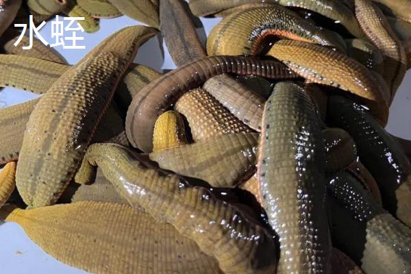 鼻涕虫和水蛭有什么区别,鼻涕虫以植物为食、水蛭以血液为食