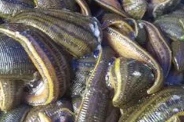 鼻涕虫和水蛭有什么区别,鼻涕虫以植物为食、水蛭以血液为食