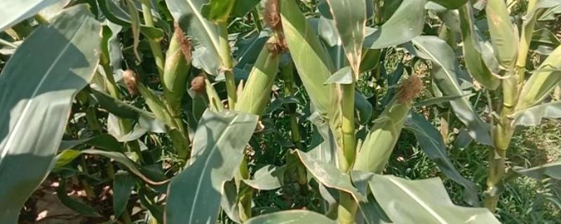 玉米地灌浆期田间的管理办法