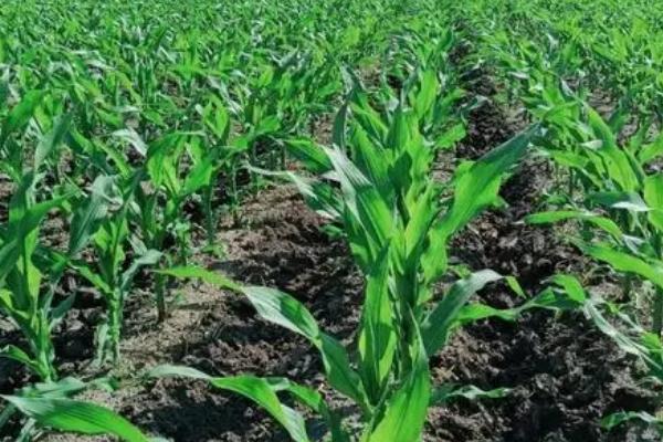 玉米地灌浆期田间的管理办法,需加强玉米螟的防治工作
