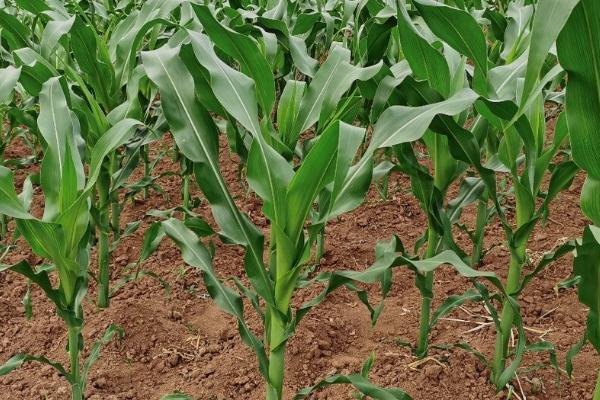 玉米地灌浆期田间的管理办法,需加强玉米螟的防治工作