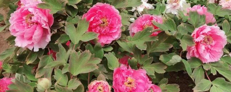 五一还有没有菏泽牡丹