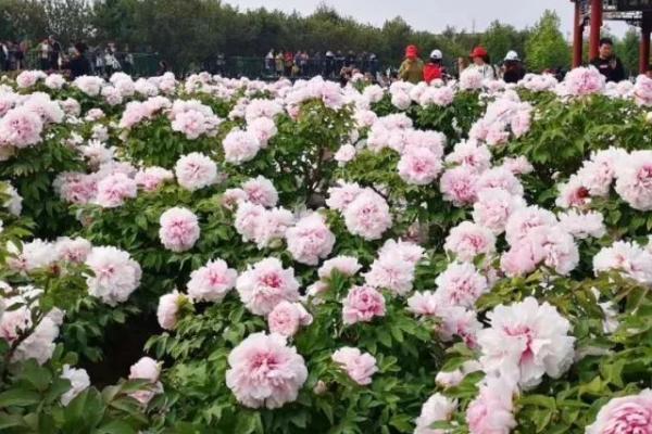 五一还有没有菏泽牡丹,还能观赏但大部分都是残花