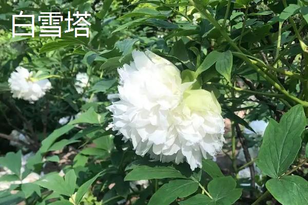 五一还有没有菏泽牡丹,还能观赏但大部分都是残花