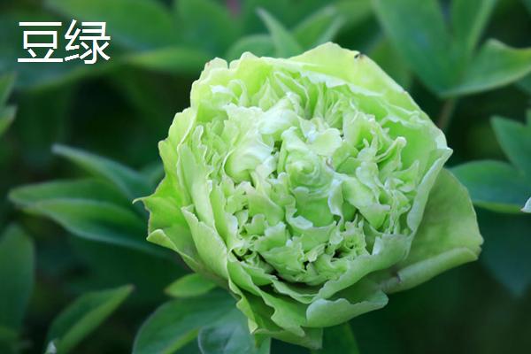 五一还有没有菏泽牡丹,还能观赏但大部分都是残花