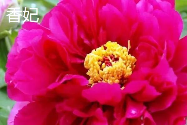 五一还有没有菏泽牡丹,还能观赏但大部分都是残花