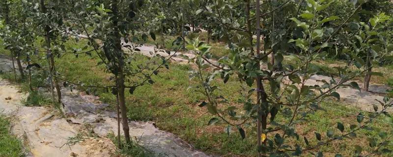 苹果树的种植要点