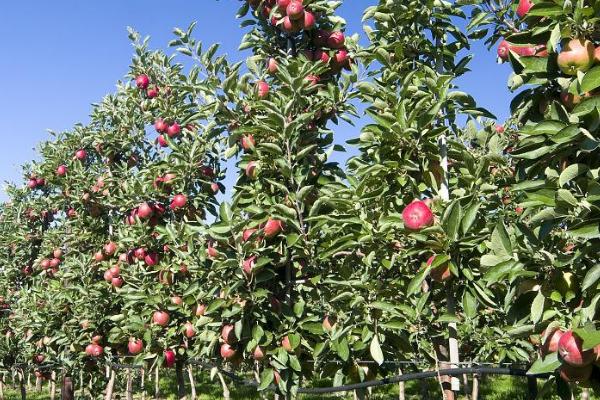 苹果树的种植要点,最好选择在春季进行