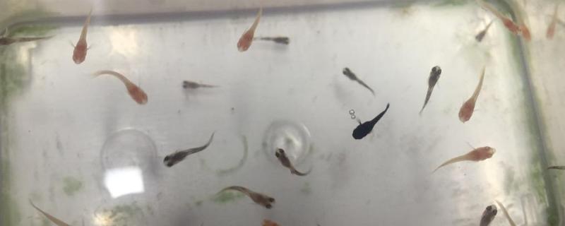 孔雀鱼苗要不要增氧