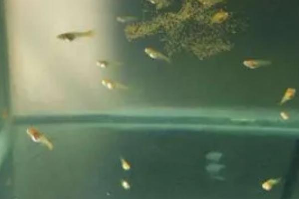 孔雀鱼苗要不要增氧,根据饲养的密度来决定