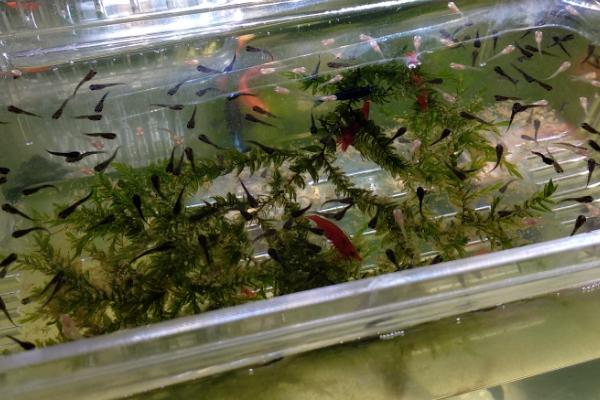 孔雀鱼苗要不要增氧,根据饲养的密度来决定