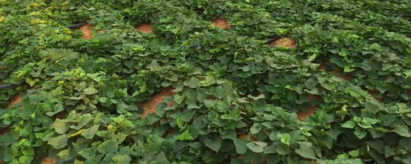 种植地瓜的方法和注意事项