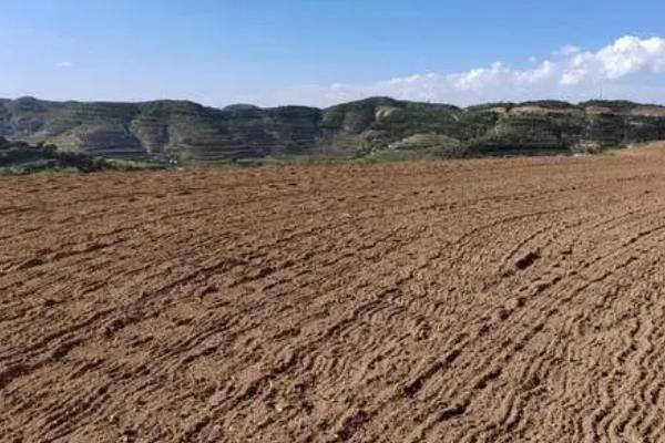 种植地瓜的方法和注意事项,定植时地上留三叶,埋苗四节