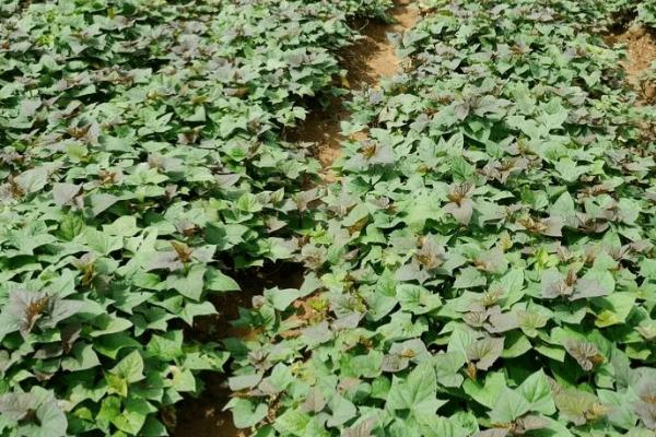 种植地瓜的方法和注意事项,定植时地上留三叶,埋苗四节