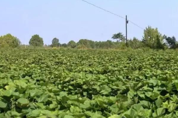 种植地瓜的方法和注意事项,定植时地上留三叶,埋苗四节