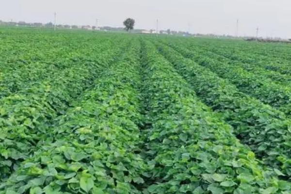 种植地瓜的方法和注意事项,定植时地上留三叶,埋苗四节