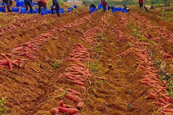 种植地瓜的方法和注意事项,定植时地上留三叶,埋苗四节