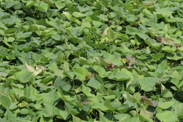 种植地瓜的方法和注意事项,定植时地上留三叶,埋苗四节