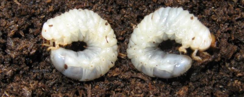 东北大黑金龟子怎么防治