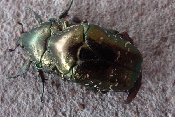 东北大黑金龟子怎么防治,发现成虫可利用黑光灯进行诱杀